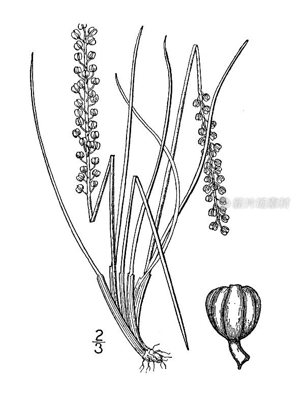 古植物学植物插图:Triglochin striata，三棱箭草